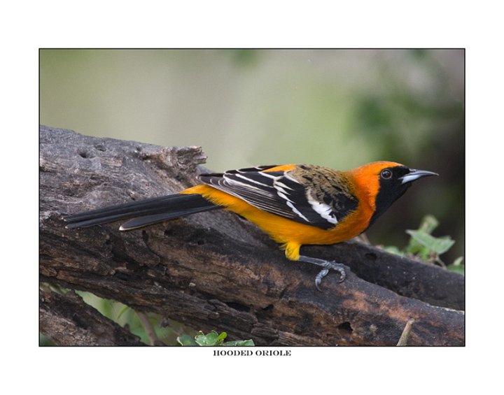 568 hooded oriole.jpg